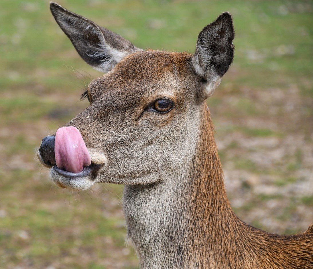 Doe a Deer, a Female Deer